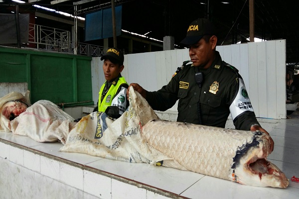 incautacion de pescado pirarucu 