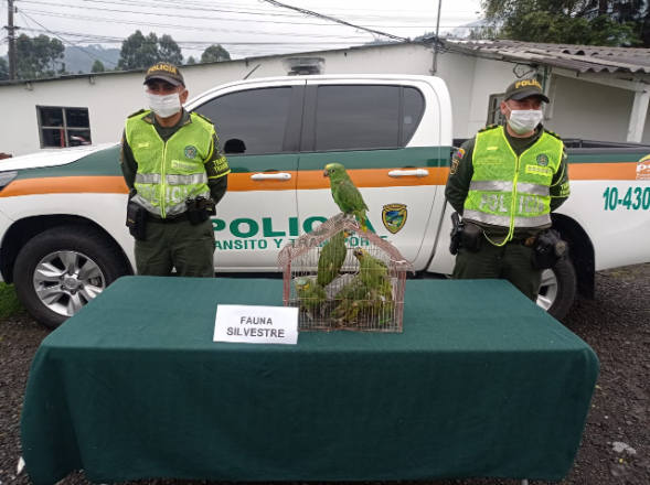 silvestres “Loros y Pericos”  podrán volver a su hábitat natural