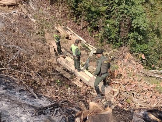 60 metros cúbicos de madera de la especie nogal cafetero fueron incautados