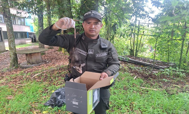 Un policía mostrando la recuperación de zarigüeya 