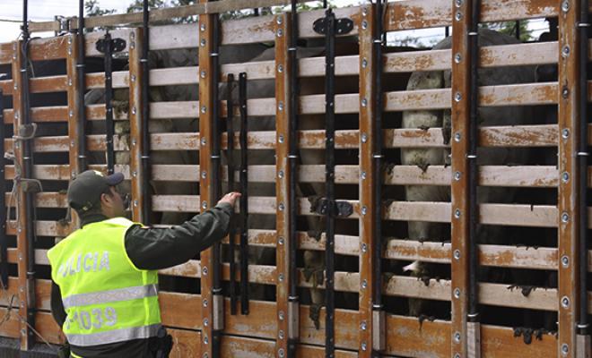 Incautación Ganado Policía de santander