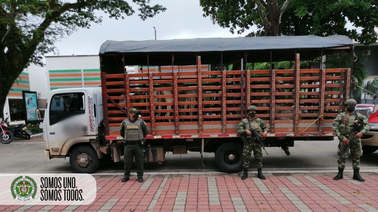 Incautados-67-semovientes-bovinos-en-controles-policiales-en-el-Meta1