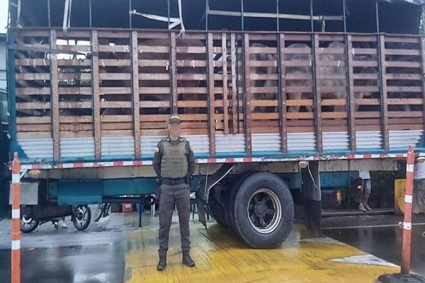 Incautados 34 semovientes bovinos sin guía de movilización