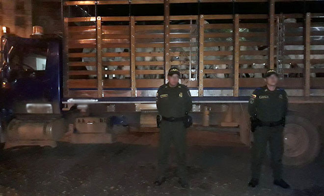 ‘Juntos-contra-el-hurto’-fortalecemos-controles-contra-el-hurto-de-ganado-en-el-Meta