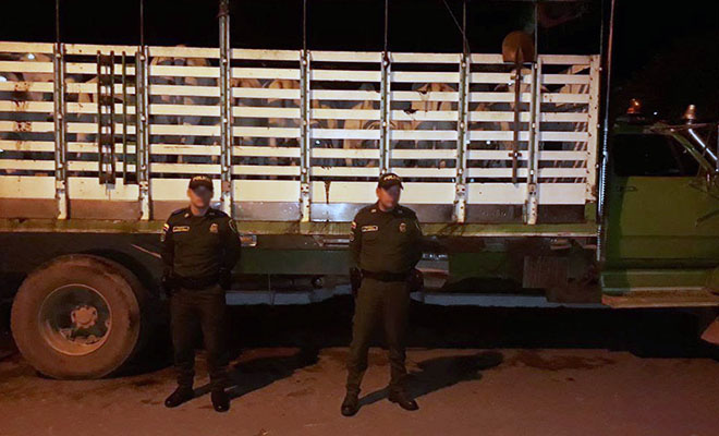 ‘Juntos-contra-el-hurto’-fortalecemos-controles-contra-el-hurto-de-ganado-en-el-Meta