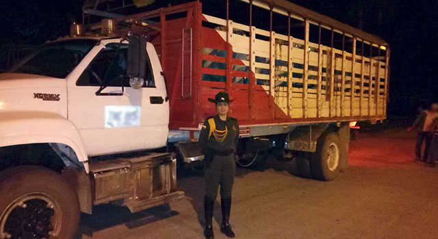 Avanza estrategia contra el hurto de cabezas de ganado-en el Meta-policia