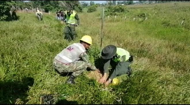 En Puerto Asís 800 árboles fueron plantados sobre la vía al muelle de la Esmeralda