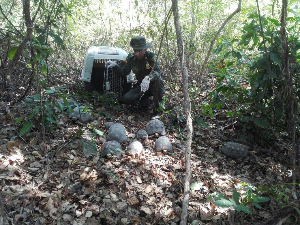 liberacion-especies-silvestres-CORPAMAG-CORTOLIMA-zona bananera-gupae