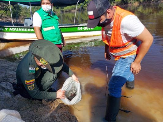 Liberación de peces en río Inírida