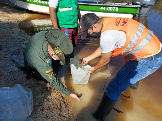 Liberación de peces en río Inírida