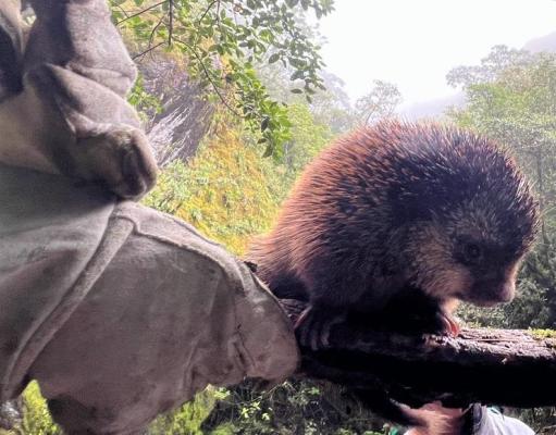 Rescatan especies en Nariño