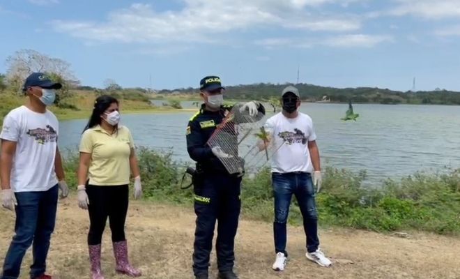  liberación pericos alibronceado