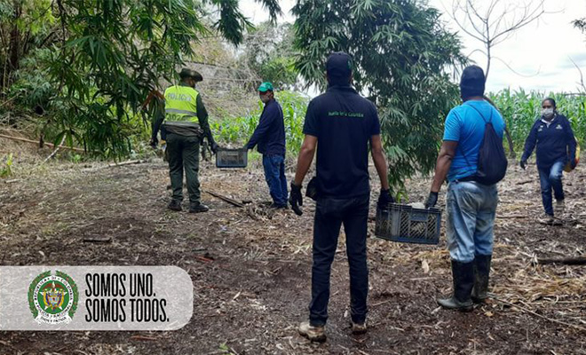 Liberación de Icoteas