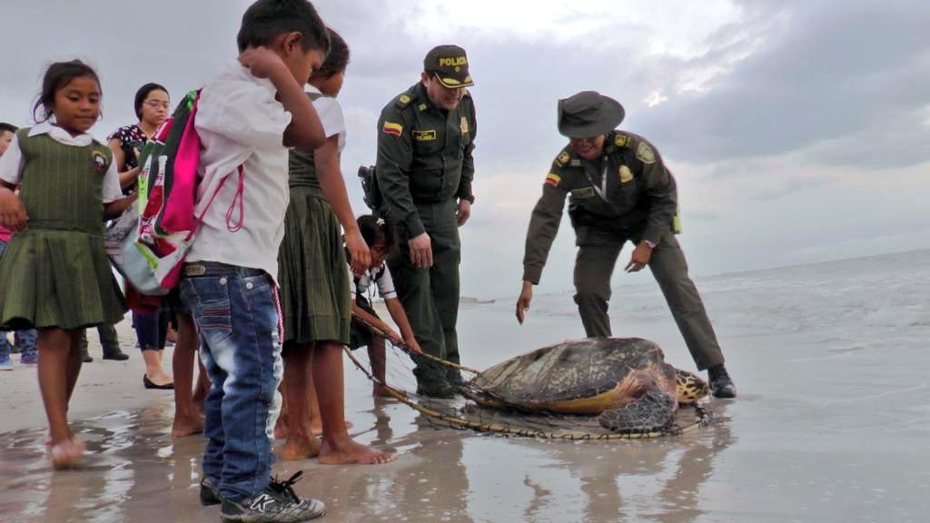 liberación-de-tortugas