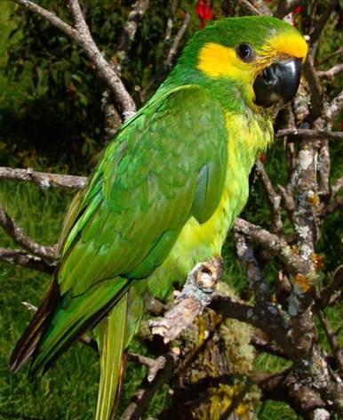 loro-orejiamarillo