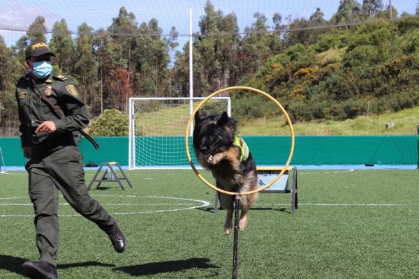 La Escuela de Guías y Adiestramiento Canino, entrena perros súper héroes. 