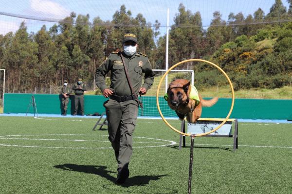 La Escuela de Guías y Adiestramiento Canino, entrena perros súper héroes. 