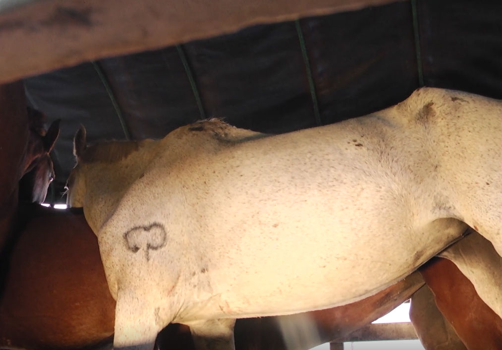 Interceptamos camión que transportaba caballos en lamentables condiciones 