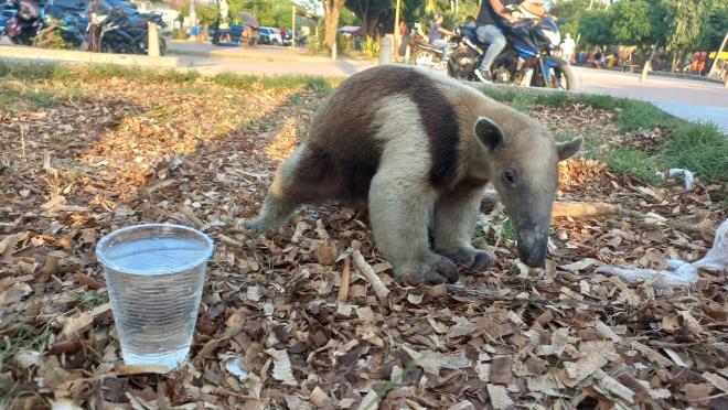 Se dejó en manos de un veterinario para su respectivo análisis.