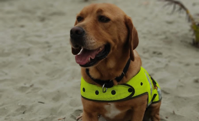 ‘Mantra’, la canina de la Policía que olfatea dinero en grandes cantidades