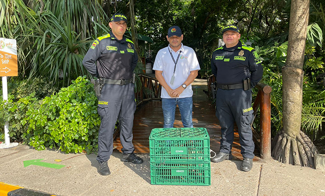A pesar que el animal no goza de una buena vista durante el día, este Mapache dio todo de sí para evitar ser enjaulado y vendido