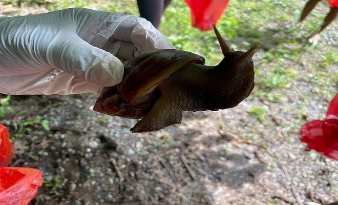 Más de 800 caracoles africanos gigantes fueron recolectados en Quibdó 