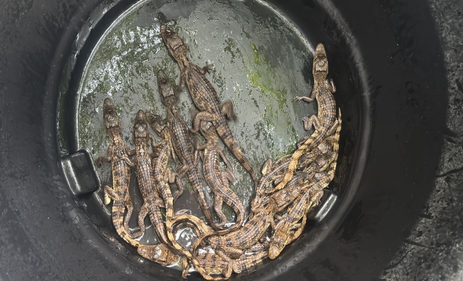 En un operativo conjunto, la Policía Nacional en Bolívar, en coordinación con la Armada Nacional, capturó a dos hombres que transportaban ilegalmente 55 babillas