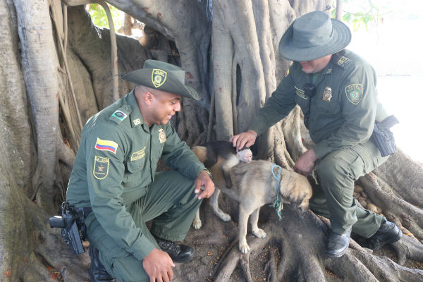 Mico rescatado que fue criado por una canina