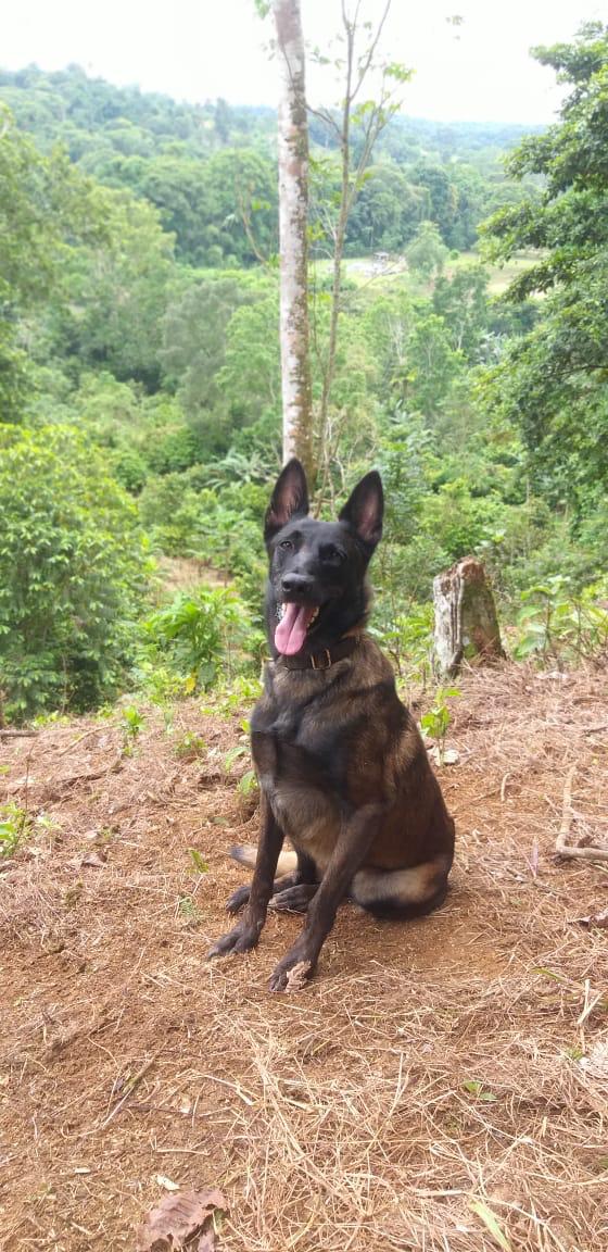 MUERTE-DE-‘COBRA’