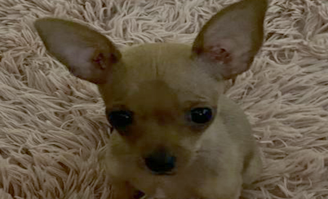 El amor por los animales llevó a esta familia a hacer hasta lo imposible por encontrar a “Nieve” su mascota que fue hurtada en la entrada de su casa.