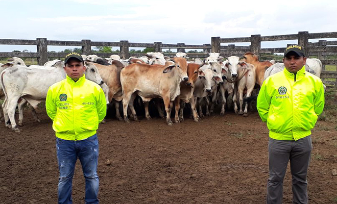 Efectivos resultados-de-la Policía Nacional-contra-el-abigeato-en-el Meta