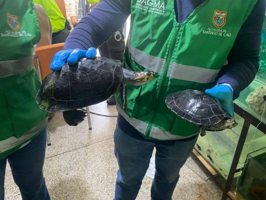 Ofensiva contra las redes dedicadas al tráfico de fauna silvestre y animales exóticos 