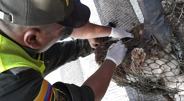 Patrulleros de la Policía Nacional con amor y cuidado curan a ‘Mono’ un perro en condición de calle
