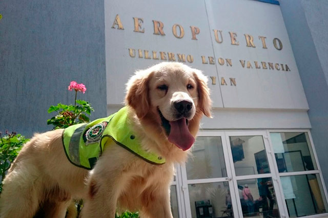 perro-policia-floyd-popayan