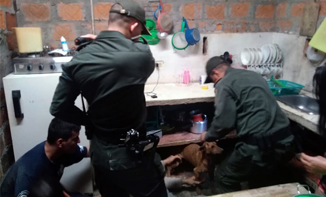 En-Vista Hermosa-junto-a-la-comunidad-rescatamos-a-‘rambo’