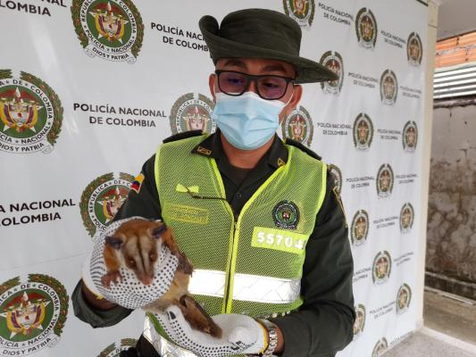 Policía-Nacional-y-Cormacarena-lograron-el-rescate-de-un-animal-silvestre-1