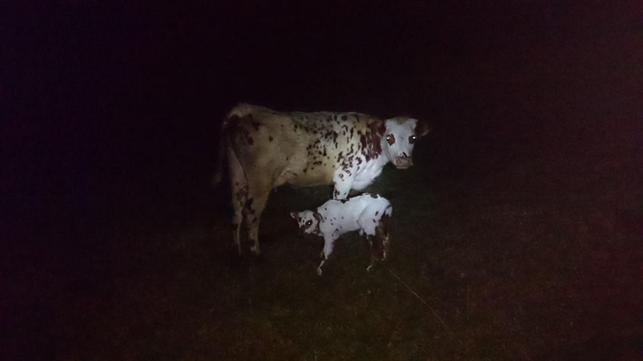  policia-recupera-animales-hurtados