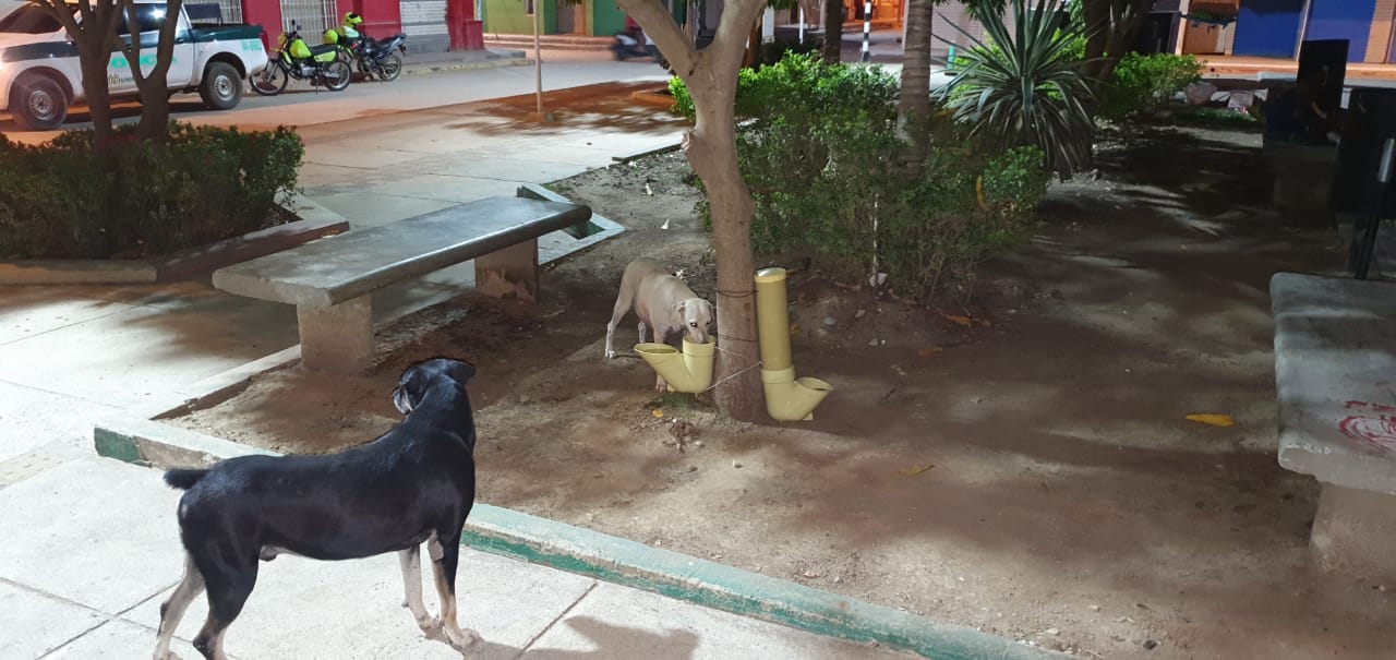 Una iniciativa en beneficio de los “peluditos” 