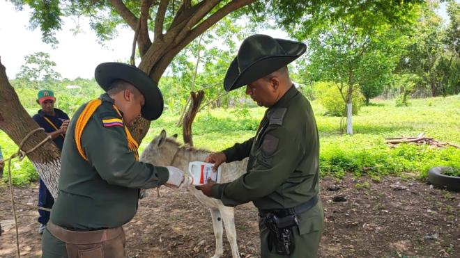 Policía de Carabineros y Guias Caninos prestan asistencia veterinaria de manera gratuita.