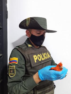 Incautación de especies de fauna silvestre