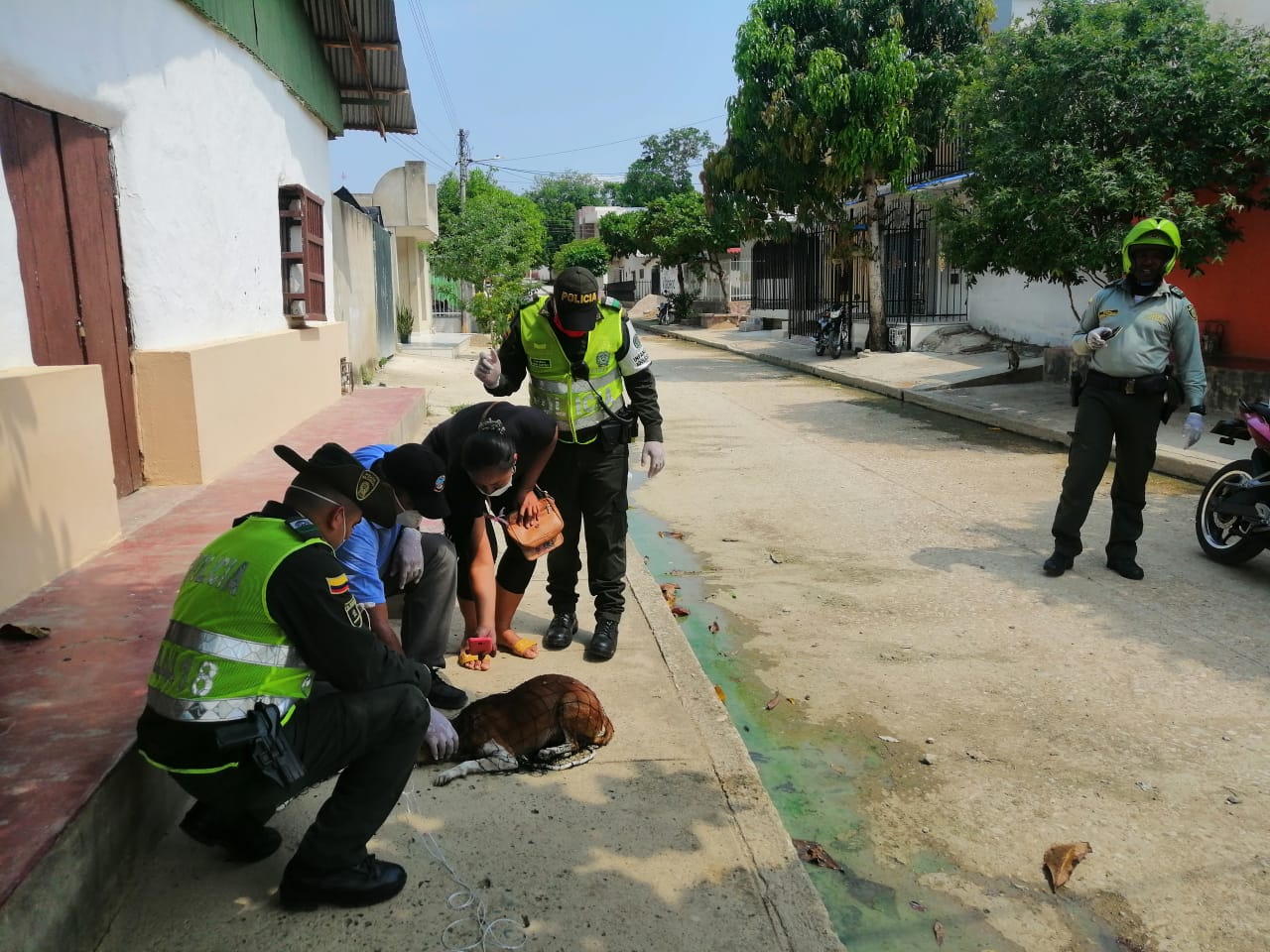 Trabajamos por la protección y cuidado de estos animales.