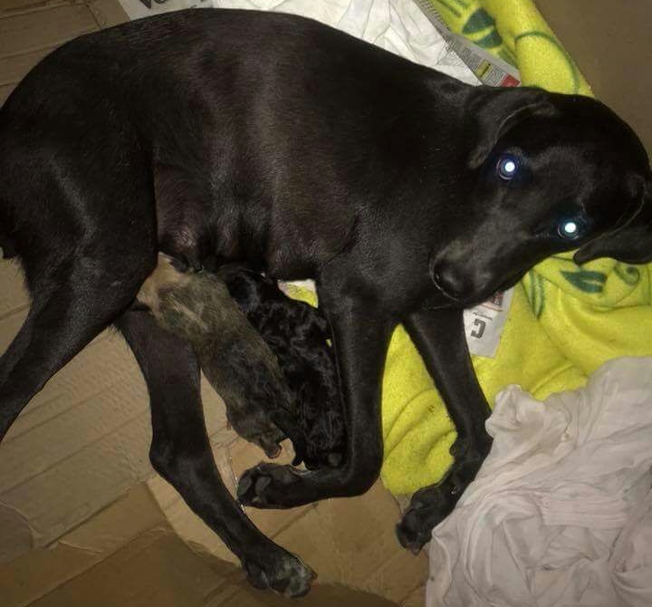 policia_rescato_canica_y_sus_cachorros