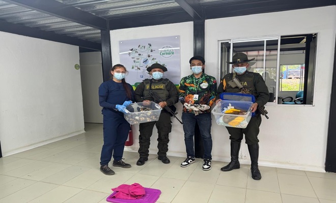 Autoridades recuperan primates que serían traficados desde Colombia