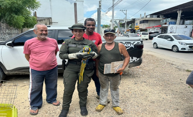 Entrega voluntaria de un ave silvestre