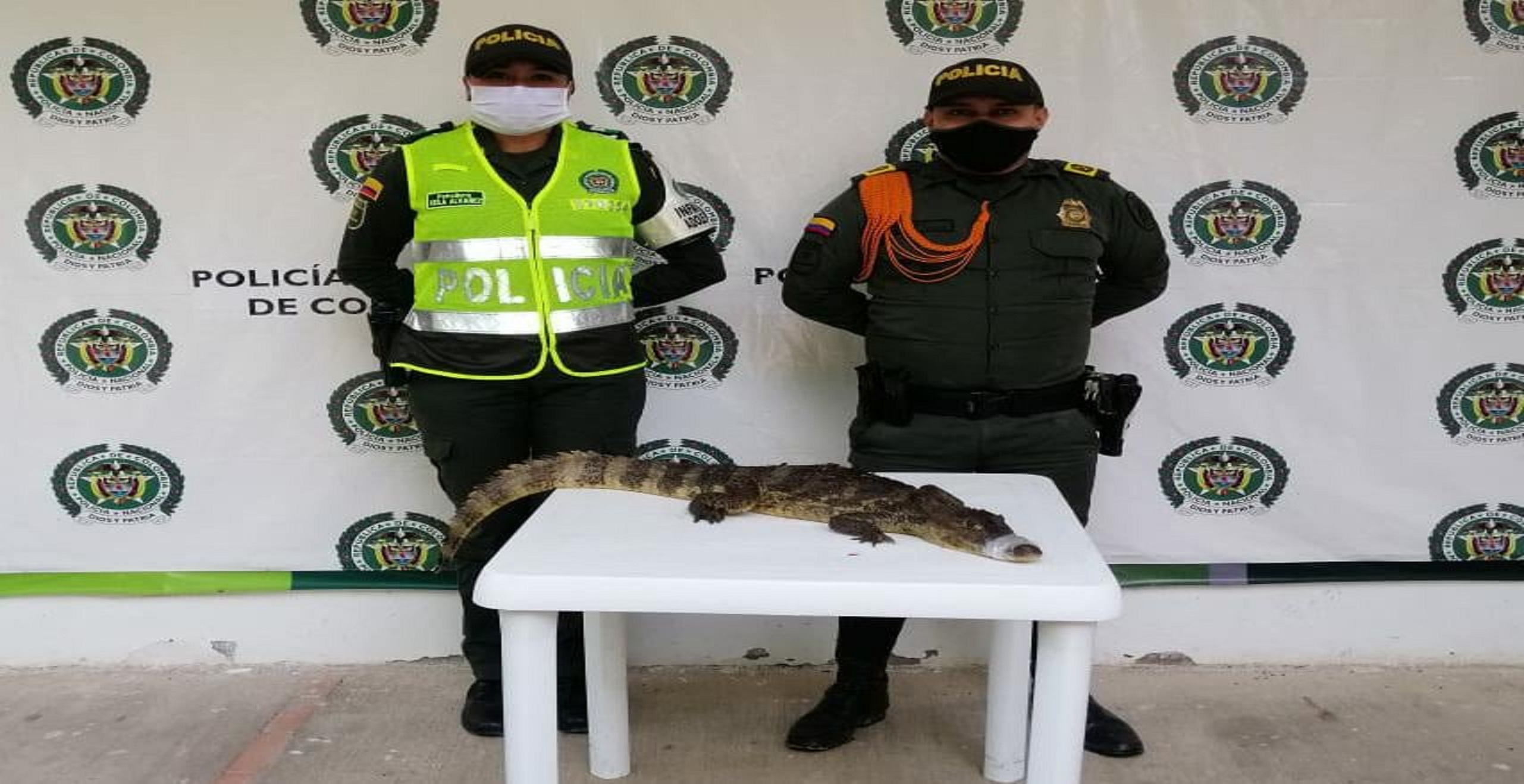Trabajamos por la protección de los animales silvestres en Tolima 