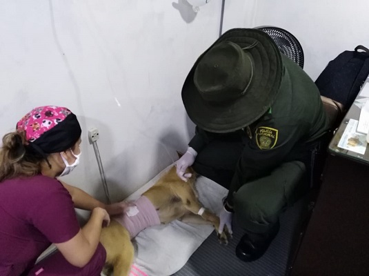 Más de 200 animales de calle han sido atendidos en el tiempo de cuarentena