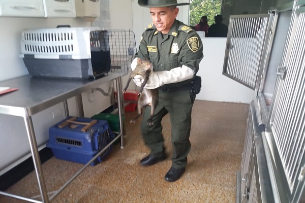 Más de 200 animales de calle han sido atendidos en el tiempo de cuarentena