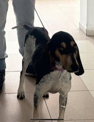 Protegen especies en Nariño