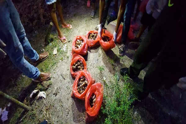 Recolectamos-42-kilos-de-caracol-gigante-Africano