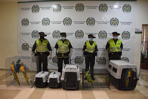 17 aves que estaban en cautiverio fueron rescatadas 